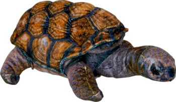 Schildkröte - Nature Zoom Wild -